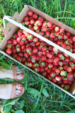 Strawberry Picking at Carandale Farm | Perpetually Chic